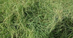 Rhodes Grass